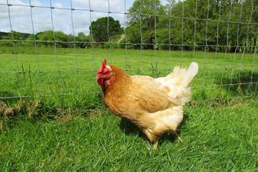 Children are welcome to visit the friendly chickens. Here is Mauvey who loves to have a cuddle!