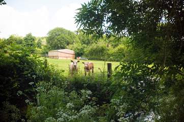 Your neighbours across the river!