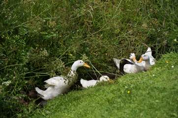 Sunbathing in a little stream at New Mills Farm Park.