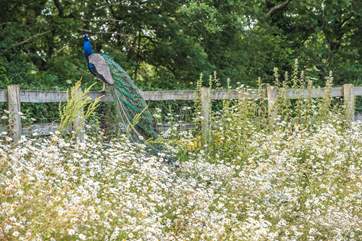 Just a short stroll down the road is New Mills Farm Park with all sorts of animals to look at and some for petting too.