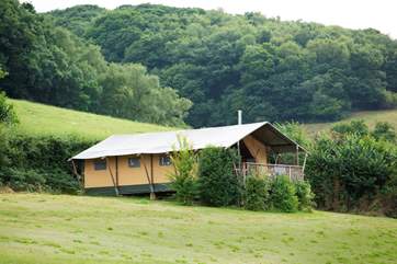 Campion has its own sheltered spot at the far side of the meadow.