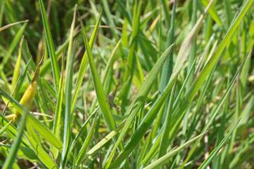 All will love spotting wildlife in this perfect rural setting.