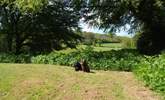 There is a wonderful view through the trees and across the fields beyond. Four-legged friends just love it here. - Thumbnail Image