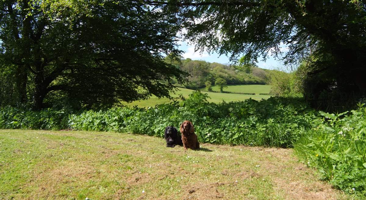 There is a wonderful view through the trees and across the fields beyond. Four-legged friends just love it here.