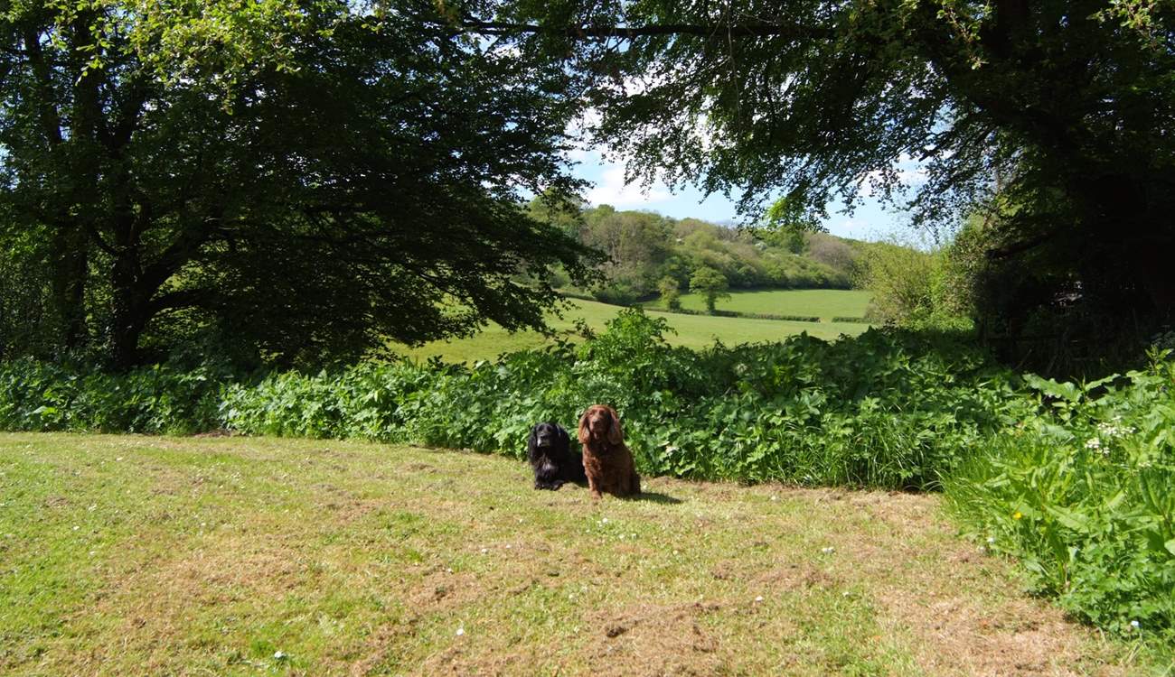 There is a wonderful view through the trees and across the fields beyond. Four-legged friends just love it here.
