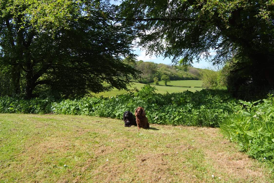 There is a wonderful view through the trees and across the fields beyond. Four-legged friends just love it here.