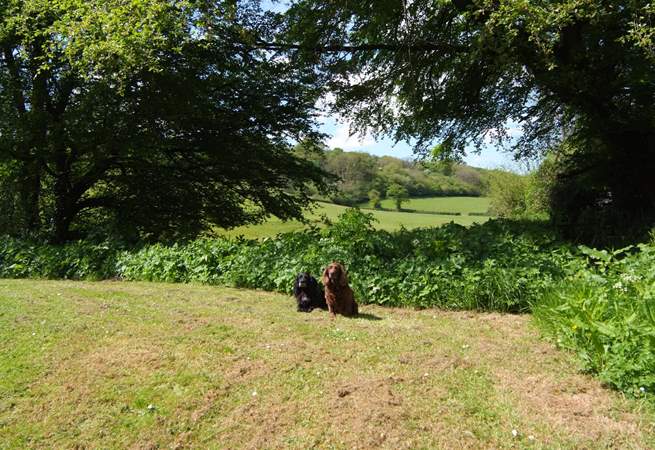 There is a wonderful view through the trees and across the fields beyond. Four-legged friends just love it here.
