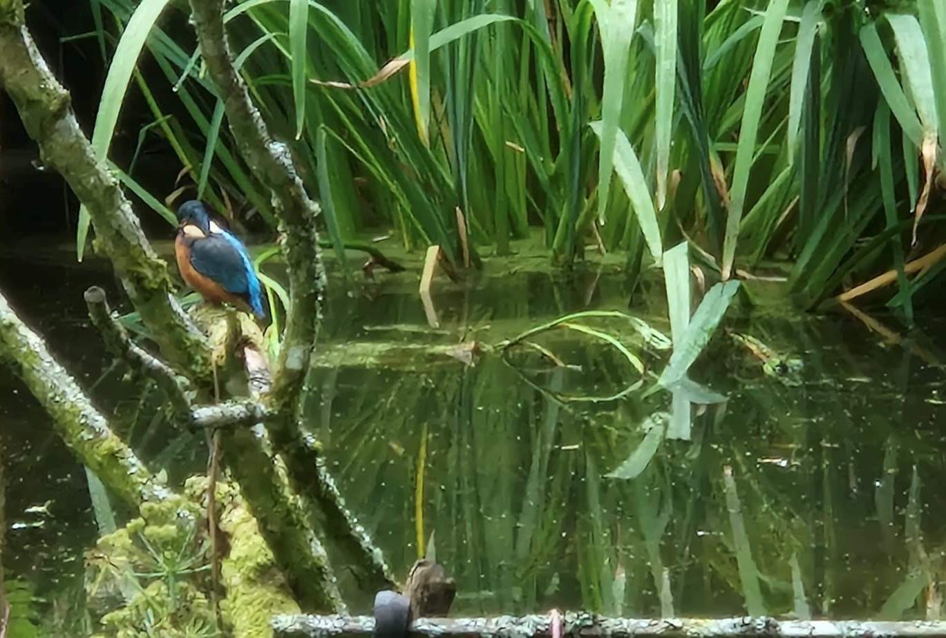 If you are very lucky (and very quiet) you may spot the resident Kingfisher!