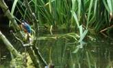 If you are very lucky (and very quiet) you may spot the resident Kingfisher! - Thumbnail Image