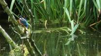If you are very lucky (and very quiet) you may spot the resident Kingfisher!