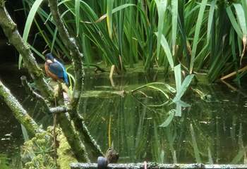 If you are very lucky (and very quiet) you may spot the resident Kingfisher!