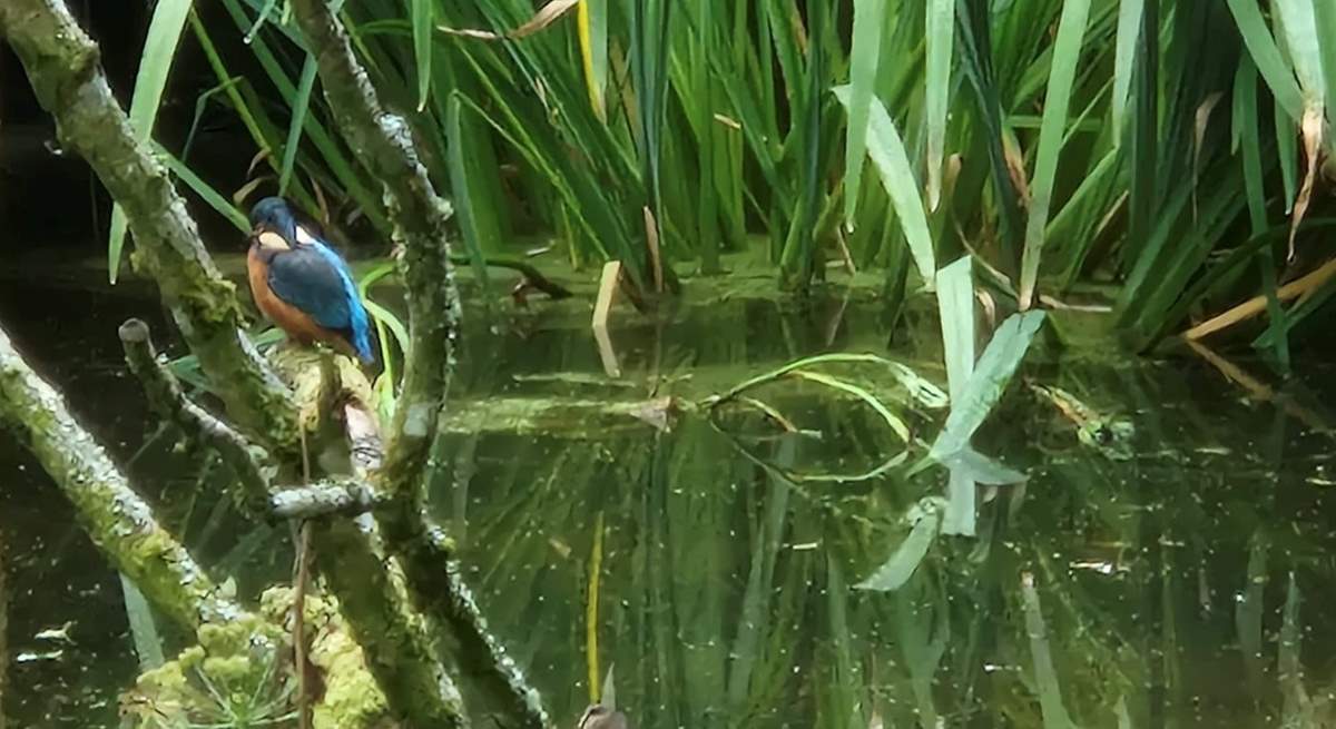 If you are very lucky (and very quiet) you may spot the resident Kingfisher!