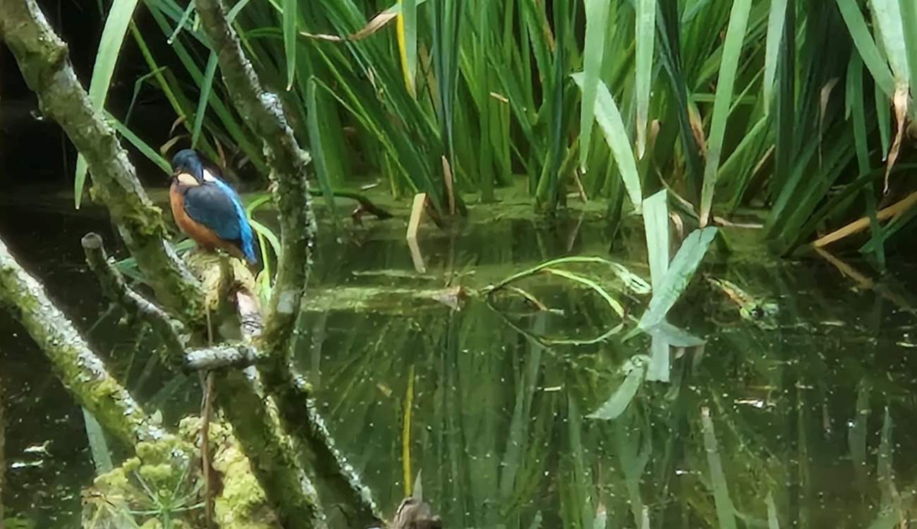 If you are very lucky (and very quiet) you may spot the resident Kingfisher!