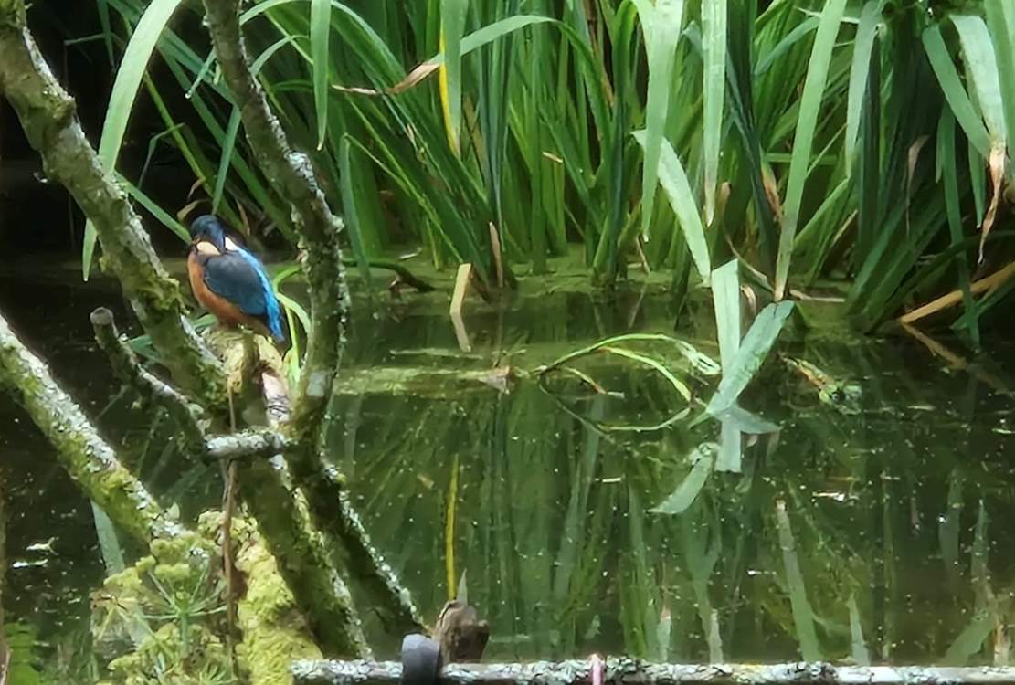 If you are very lucky (and very quiet) you may spot the resident Kingfisher!