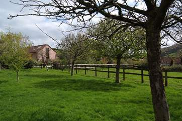 This is the orchard and paddock that you have dedicated use of, a delight for your dogs.