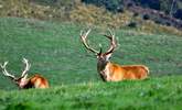 You are close to the magnificent moorland of the Quantock Hills and Exmoor - so keep looking for these magnificent Red Deer, whilst you're walking the beautiful hills. - Thumbnail Image