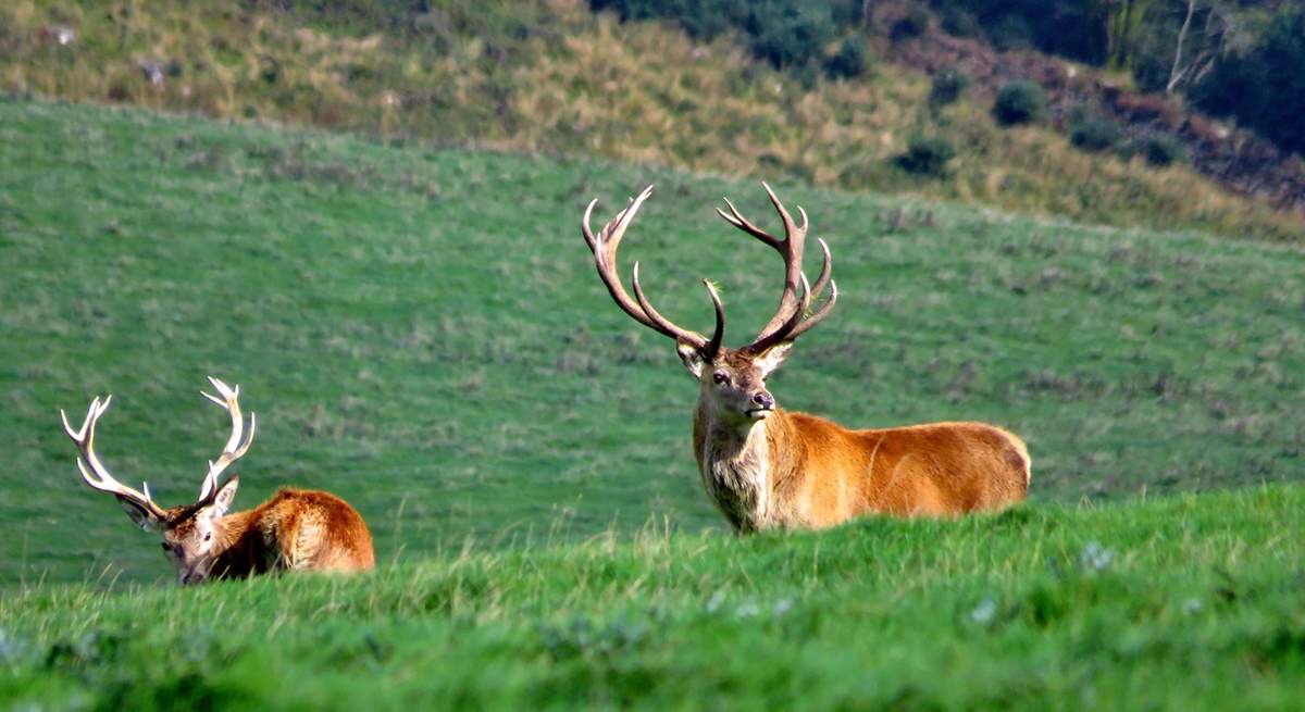 You are close to the magnificent moorland of the Quantock Hills and Exmoor - so keep looking for these magnificent Red Deer, whilst you're walking the beautiful hills.