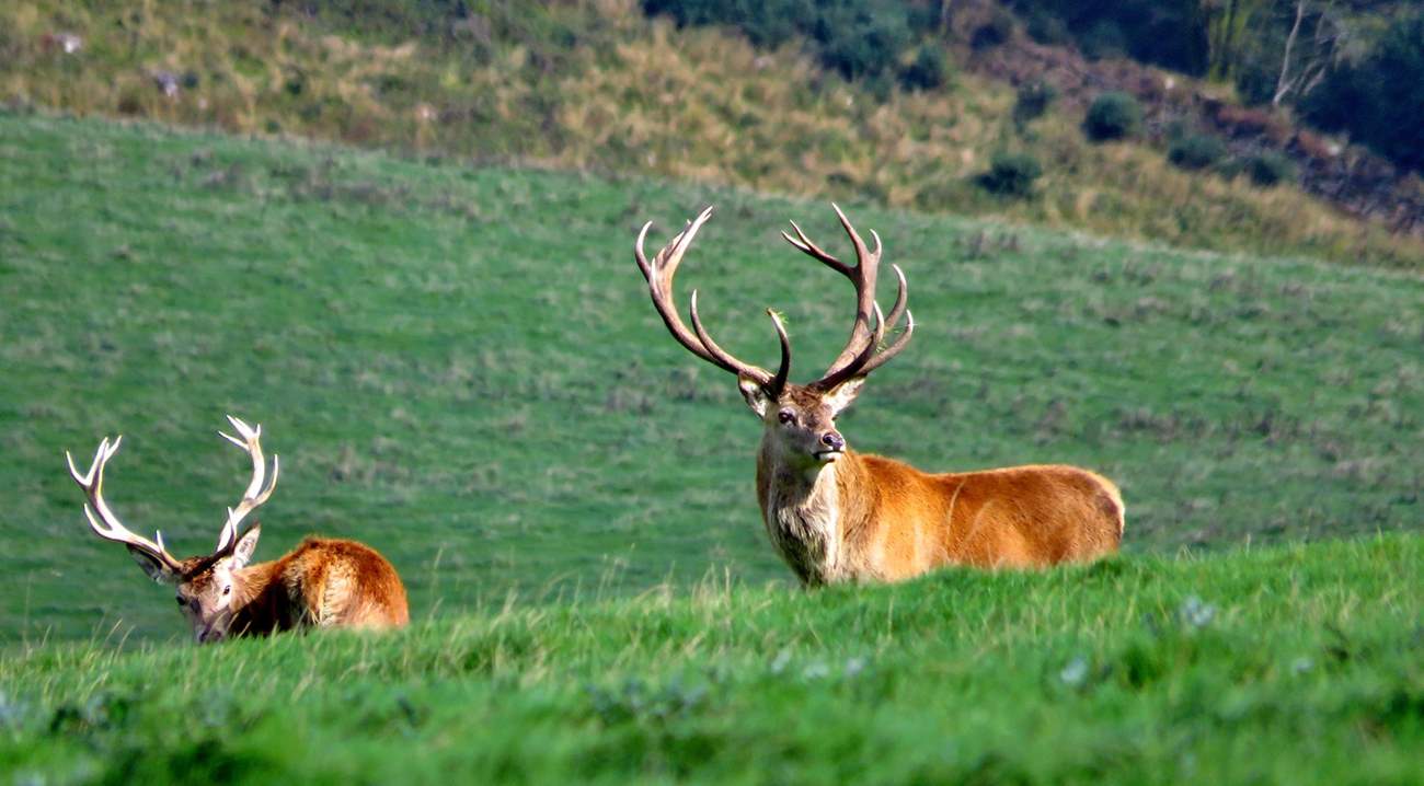 You are close to the magnificent moorland of the Quantock Hills and Exmoor - so keep looking for these magnificent Red Deer, whilst you're walking the beautiful hills.