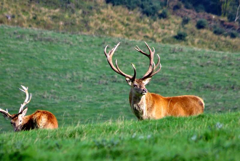 You are close to the magnificent moorland of the Quantock Hills and Exmoor - so keep looking for these magnificent Red Deer, whilst you're walking the beautiful hills.