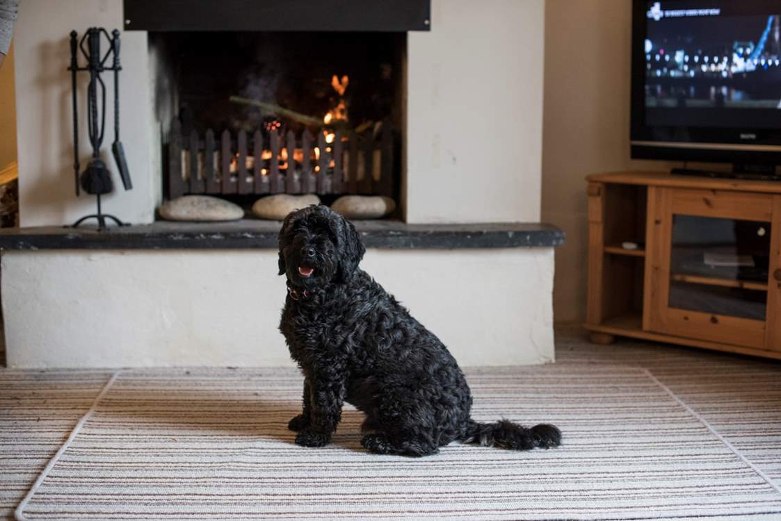 Pooches are welcome.