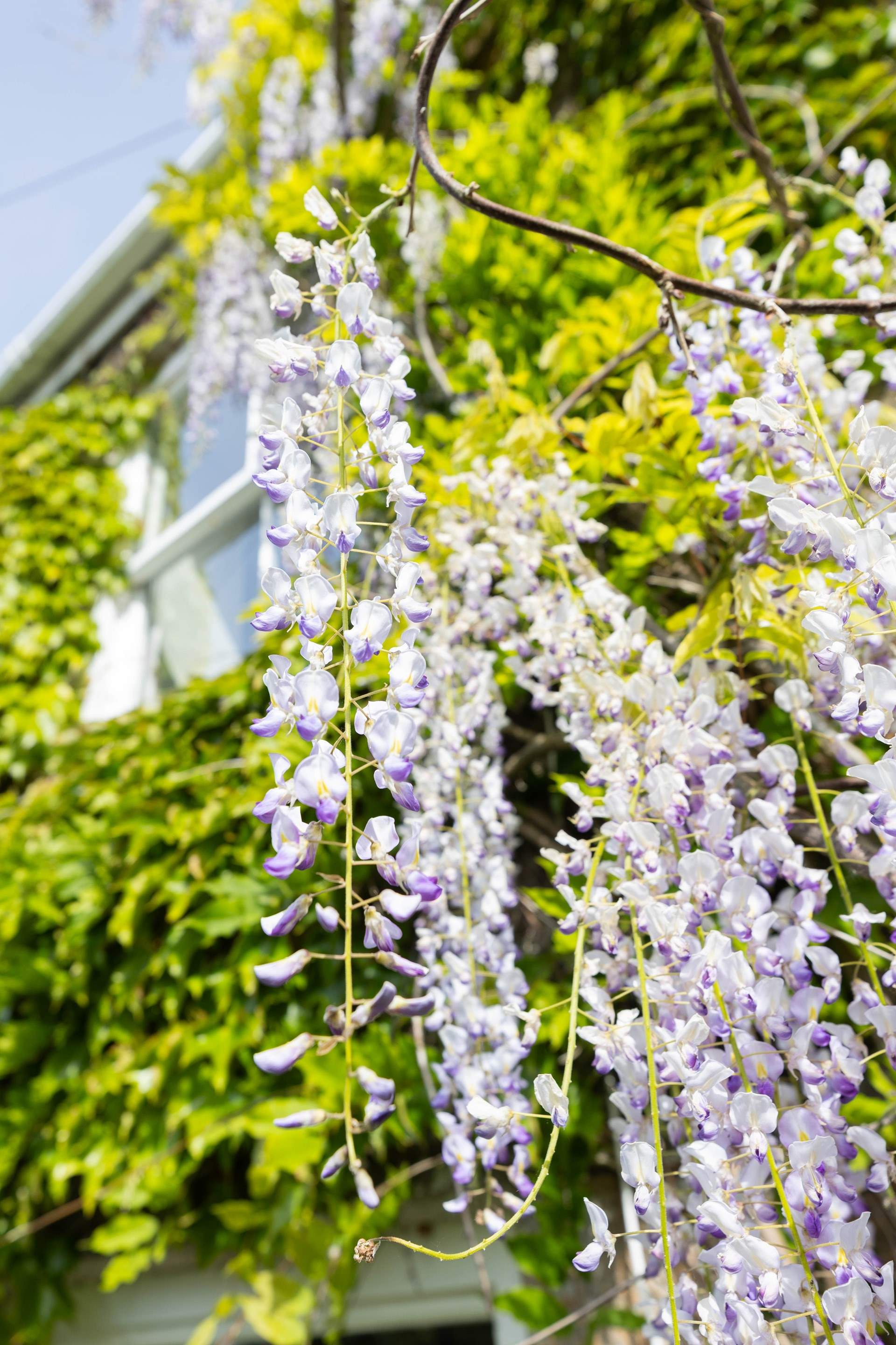 A gorgeous wisteria winds round the front of the house in the Spring.