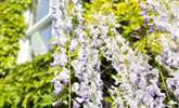 A gorgeous wisteria winds round the front of the house in the Spring. - Thumbnail Image