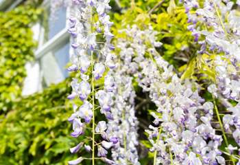 A gorgeous wisteria winds round the front of the house in the Spring.