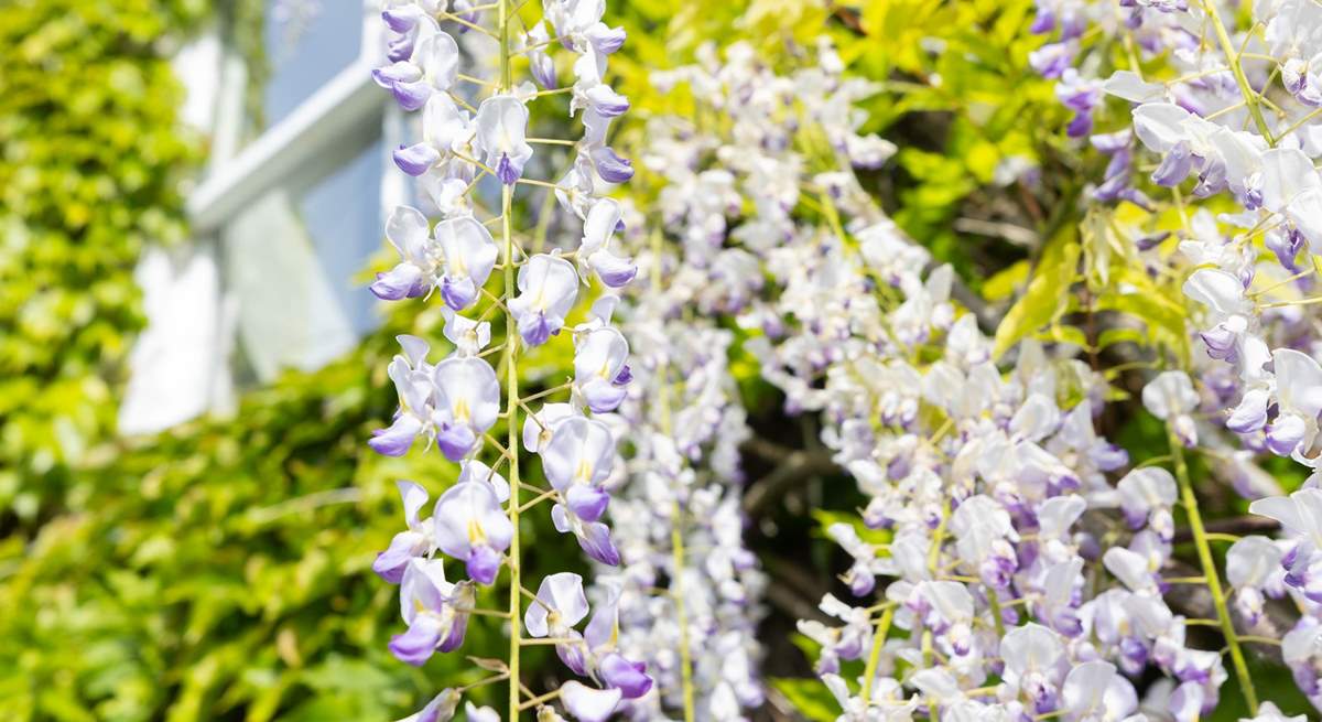 A gorgeous wisteria winds round the front of the house in the Spring.