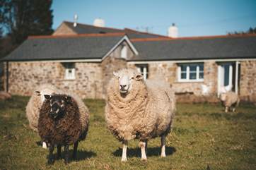 Meet the friendly neighbours.