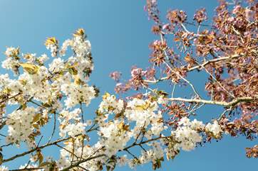 Beautiful blossom in the orchard in springtime.