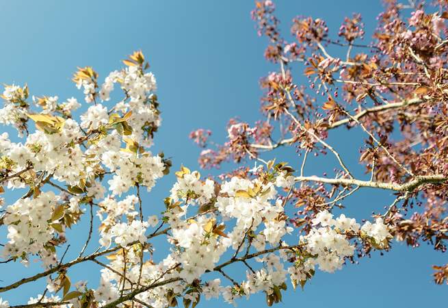 Beautiful blossom in the orchard in springtime.