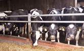 The dairy herd will become a familiar sight (dairy operations are due to cease at the farm from 24 March 2025) - Thumbnail Image