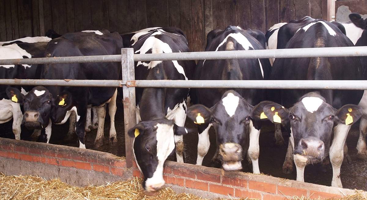 The dairy herd will become a familiar sight (dairy operations are due to cease at the farm from 24 March 2025)