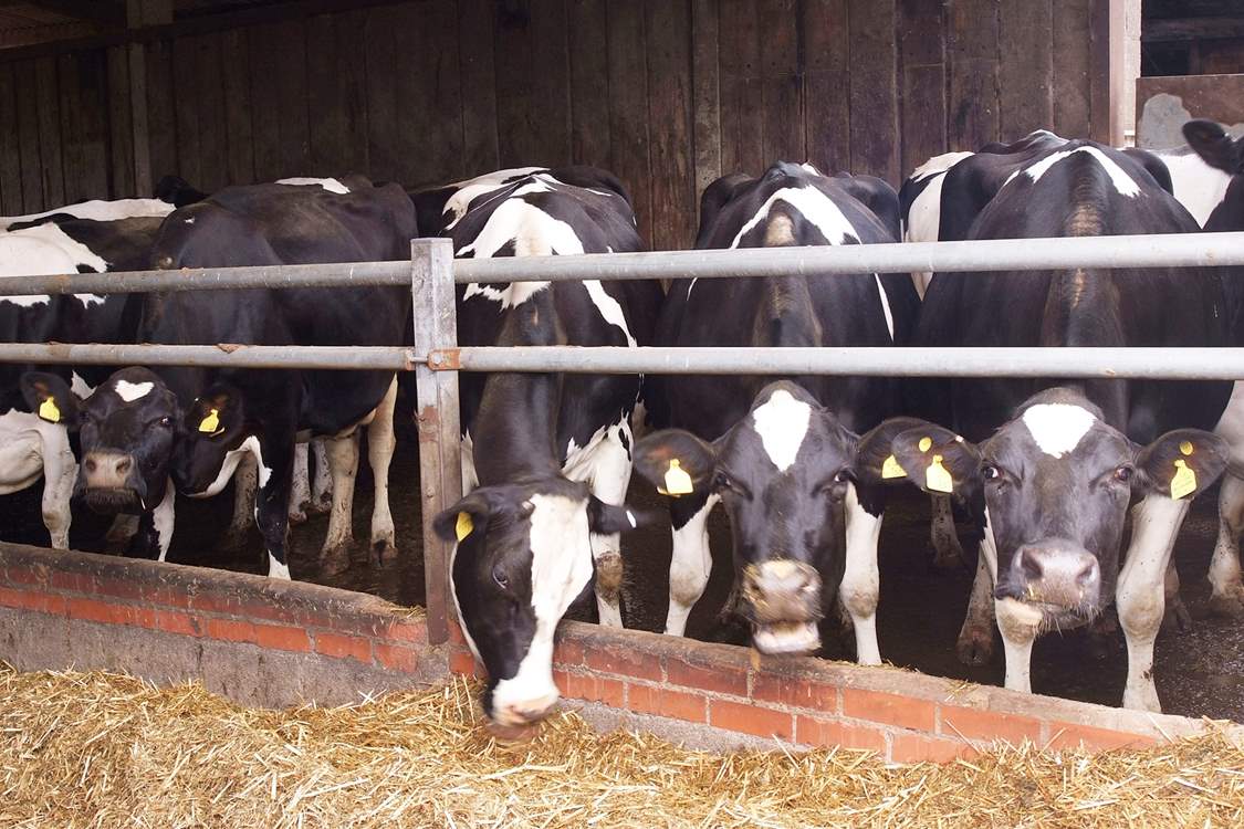 The dairy herd will become a familiar sight (dairy operations are due to cease at the farm from 24 March 2025)