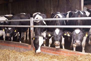 The dairy herd will become a familiar sight.