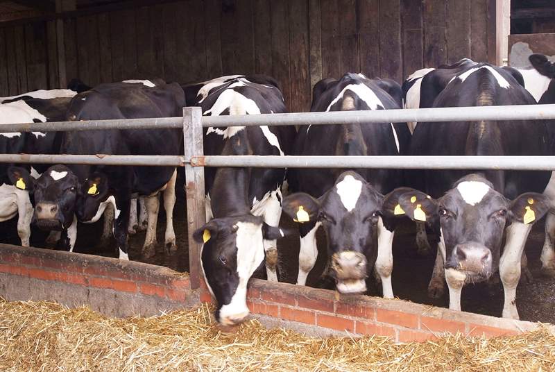 The dairy herd will become a familiar sight.