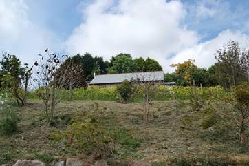 Sitting high on the hillside, Bolivar Barn is totally separate from the owners' house, however clever planting in the garden will give the barn additional privacy.