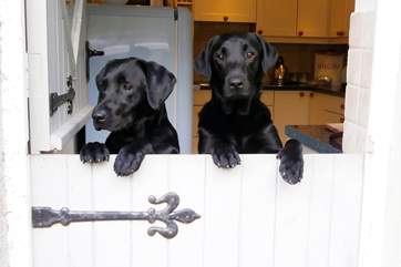 Your dogs will be very happy in Medlar Cottage (2595).