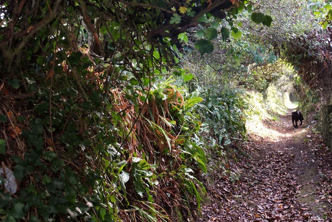 There are great walks close to the cottage.
