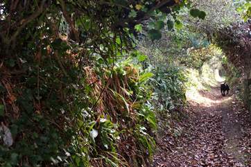 There are great walks close to the cottage.