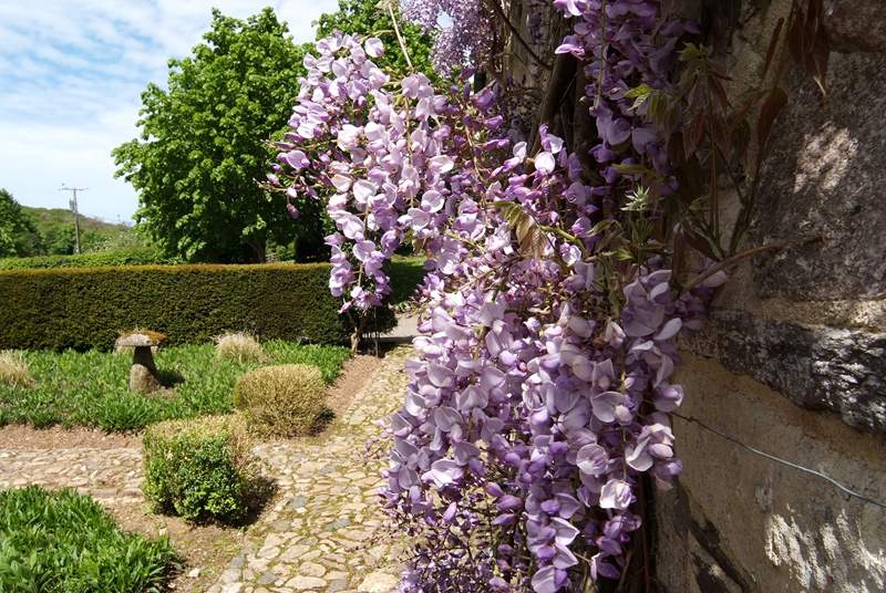 Wisteria in May is gorgeous.