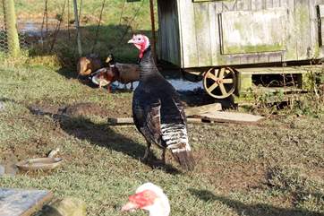 The other residents of Mudgeon Vean include a few feathered friends.