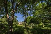 If you seek a little shade, these fabulous trees are perfect for nestling up against with a good book.