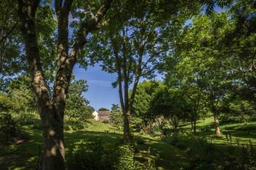 If you seek a little shade, these fabulous trees are perfect for nestling up against with a good book.