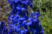 The carefully selected plants and shrubs burst with colour.