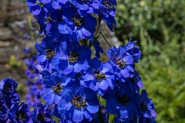 The carefully selected plants and shrubs burst with colour.