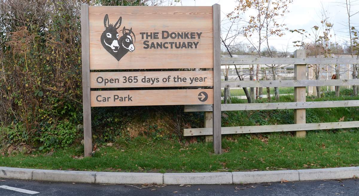 The Donkey Sanctuary at nearby Salcombe Regis is home to hundreds of rescued Donkeys and Mules, delightful for all the family, admission is free.