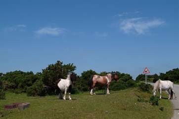 You will often see wild ponies wandering on the moor.
