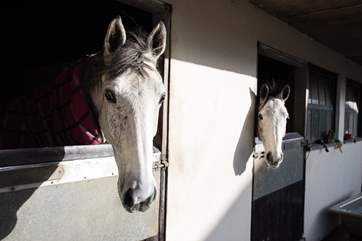 There are three livery stables in the neighbouring yard.