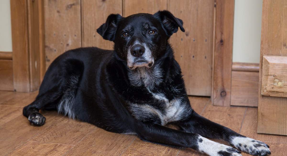 Rocky, the friendly farm dog, lives outside.